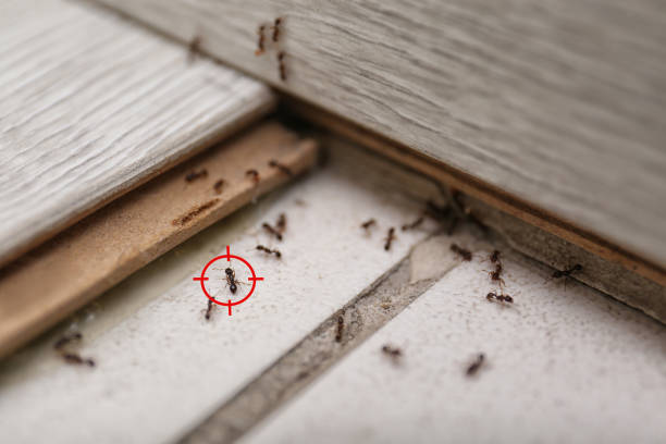 Best Wasp Removal Services  in Sans Souci, SC
