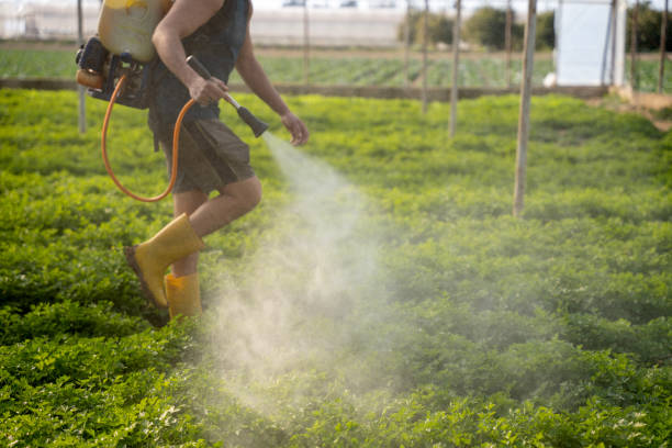 Best Mosquito Control Services  in Sans Souci, SC