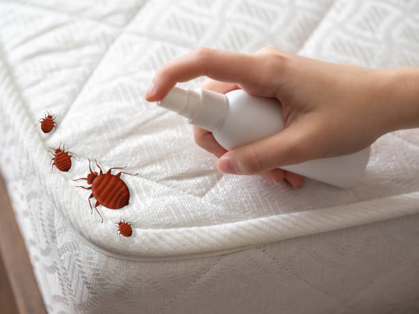 Best Bed Bug Extermination  in Sans Souci, SC